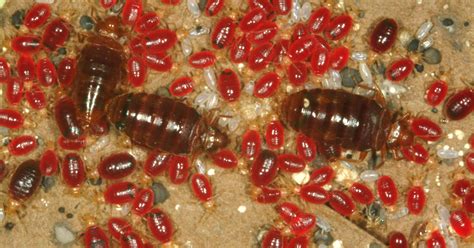 Red bed bugs - Potter, Michael F. “Bed Bugs”. University of Kentucky. Last modified July 2020. “Bed Bugs – What They Are and How to Control Them”. New York State Department of Health. Last modified May 2021. “Bed Bugs FAQs”. Centers for Disease Control and Prevention. Last modified September 16, 2020. Lavon, Ophir., Bentur, Yedidia.